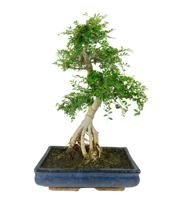 Zelkova bonsai esemplare | 19 anni