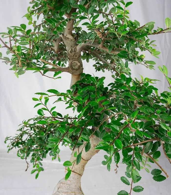 Zelkova bonsai esemplare | 19 anni