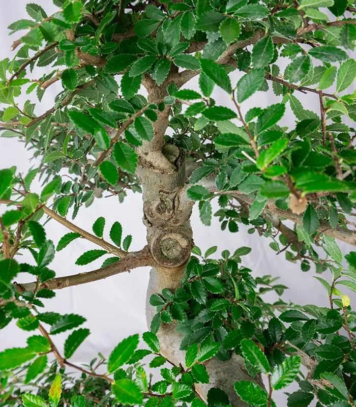 Zelkova bonsai esemplare | 19 anni