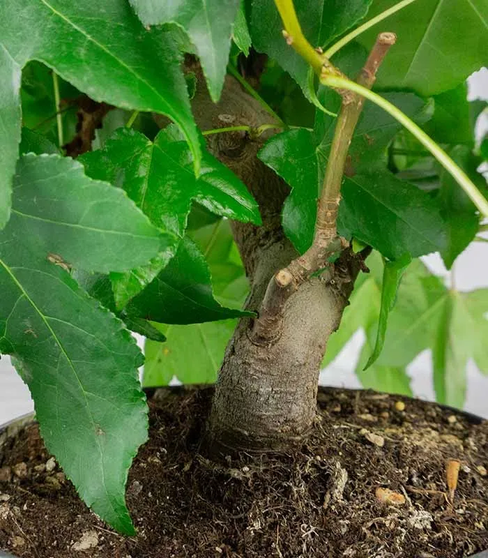 Liquidambar formosana | Bonsai 10 anni