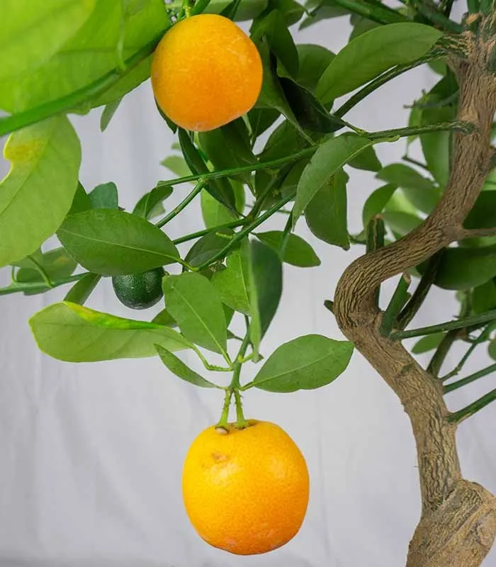 Citrus Kumquat bonsai 12 anni