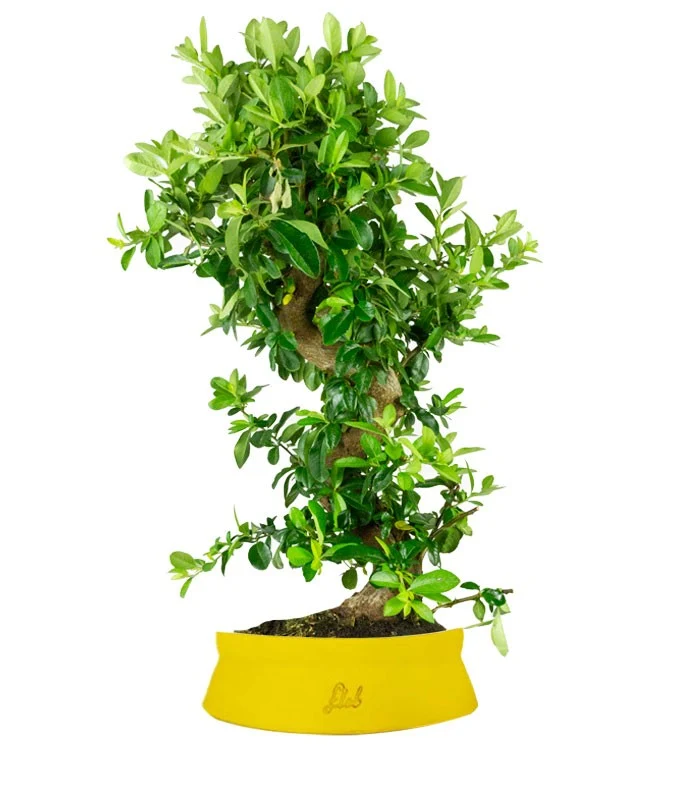 Pyracantha bonsai 15 anni