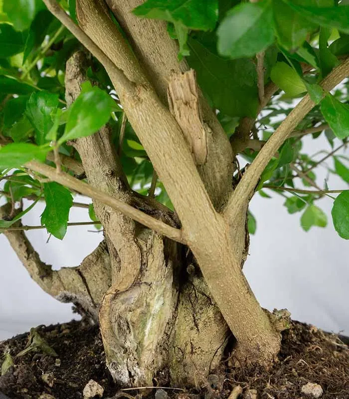 Duranta repens | Esemplare 14 anni