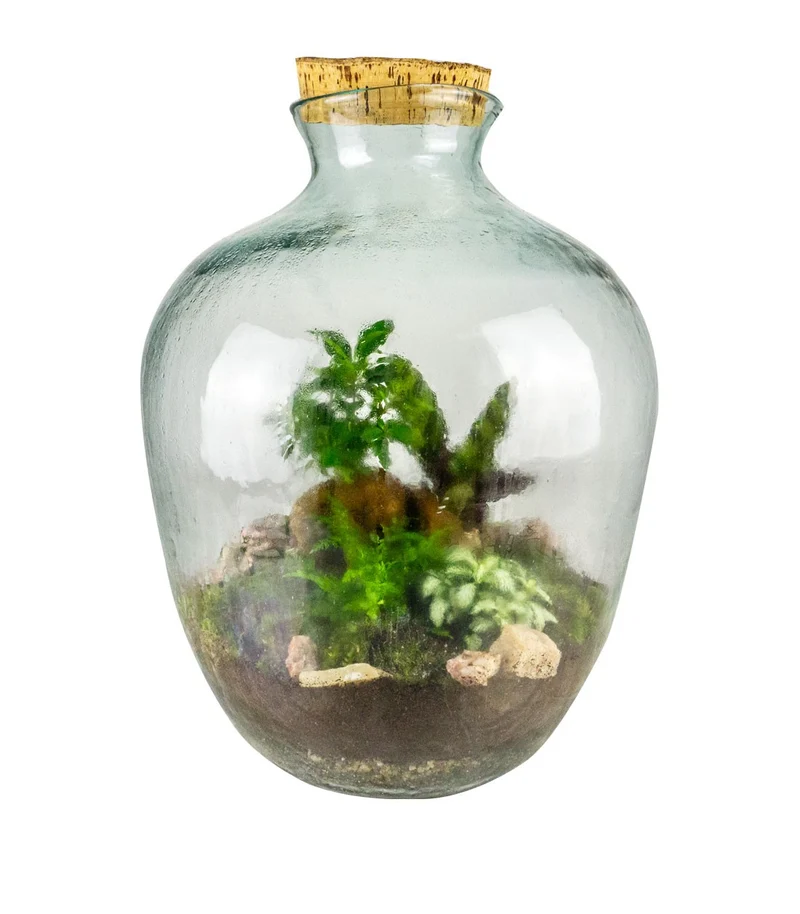 Terrario Bonsai di ginseng