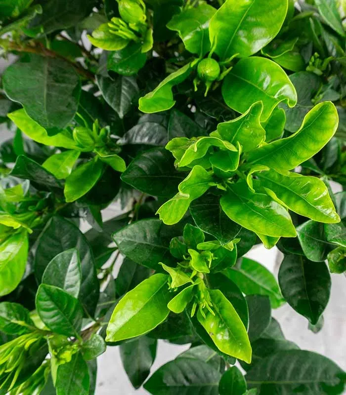 Gardenia