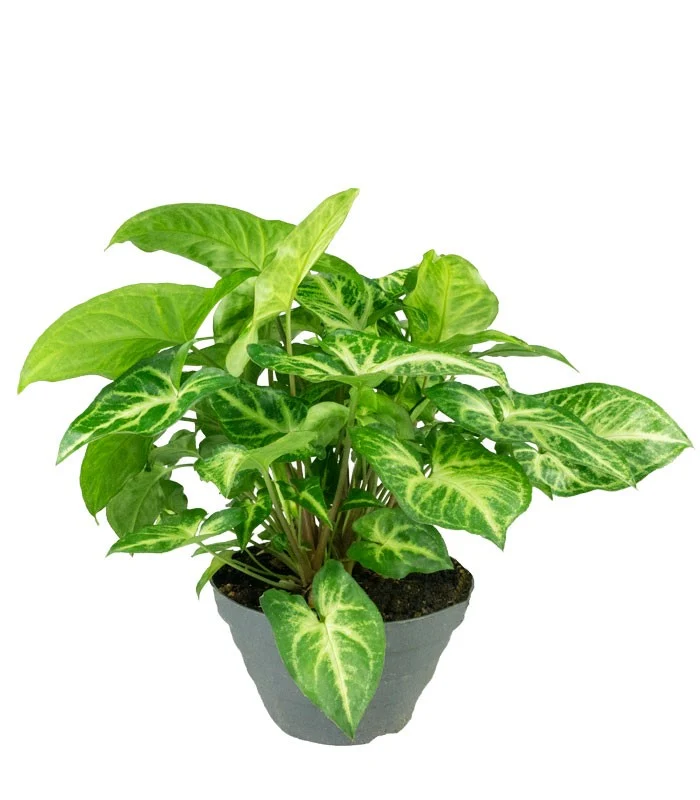 Singonio variegato Arrow