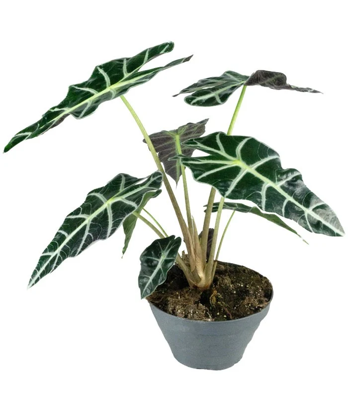 Alocasia Polly