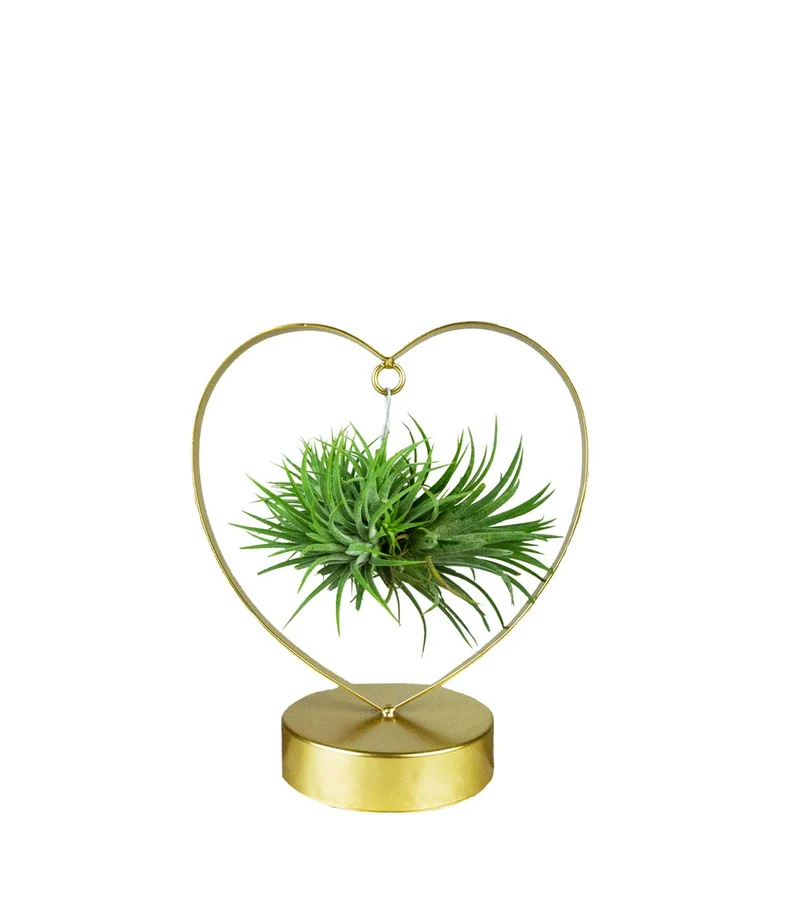 Tillandsia con supporto a Cuore oro