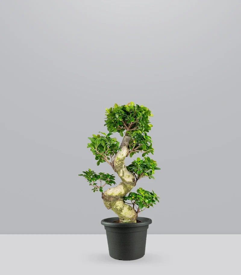 Ficus Ginseng | 80 cm