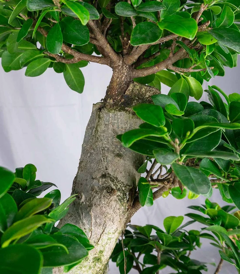 Ficus Ginseng | 80 cm