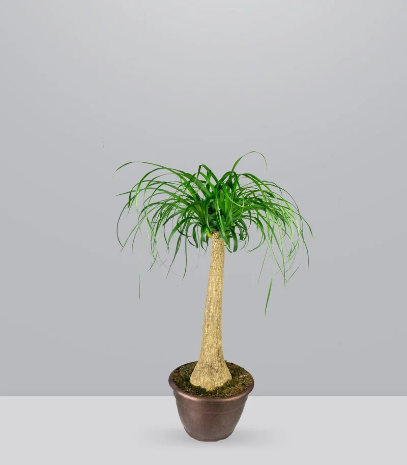 Beaucarnea Nolina o Pianta Mangiafumo | 80 cm