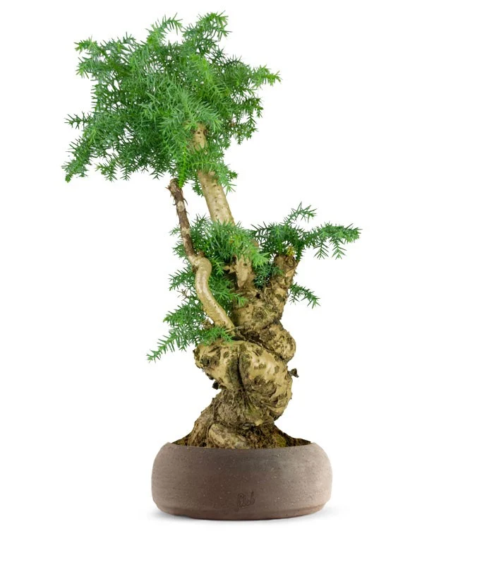 Araucaria Bonsai