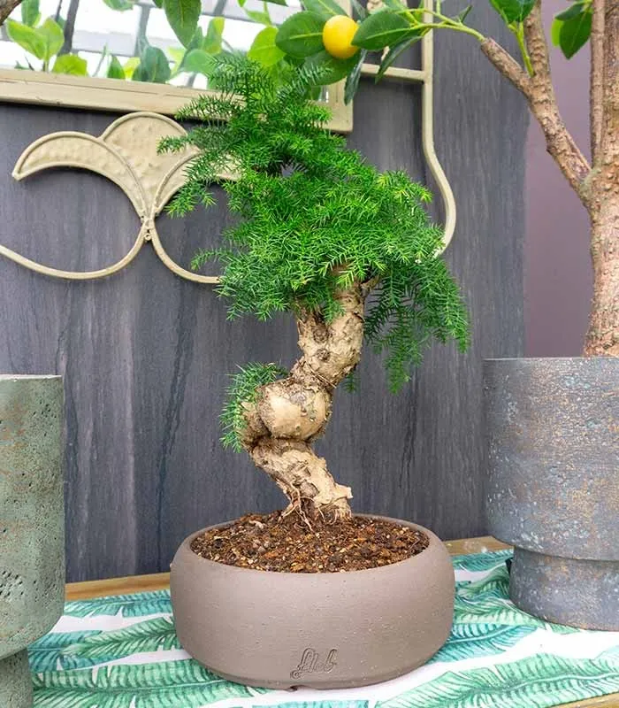 Araucaria Bonsai