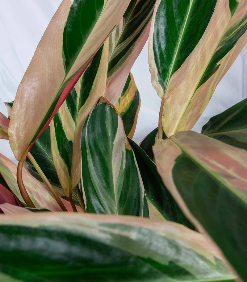Calathea Triostar | 60 cm
