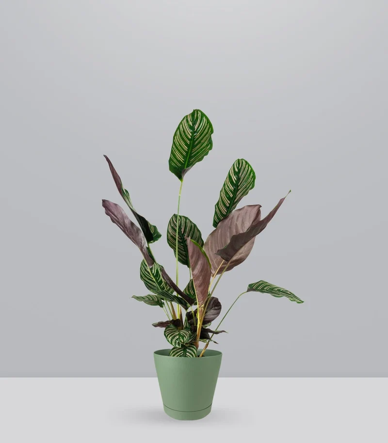 Calathea Sanderiana | 80 cm