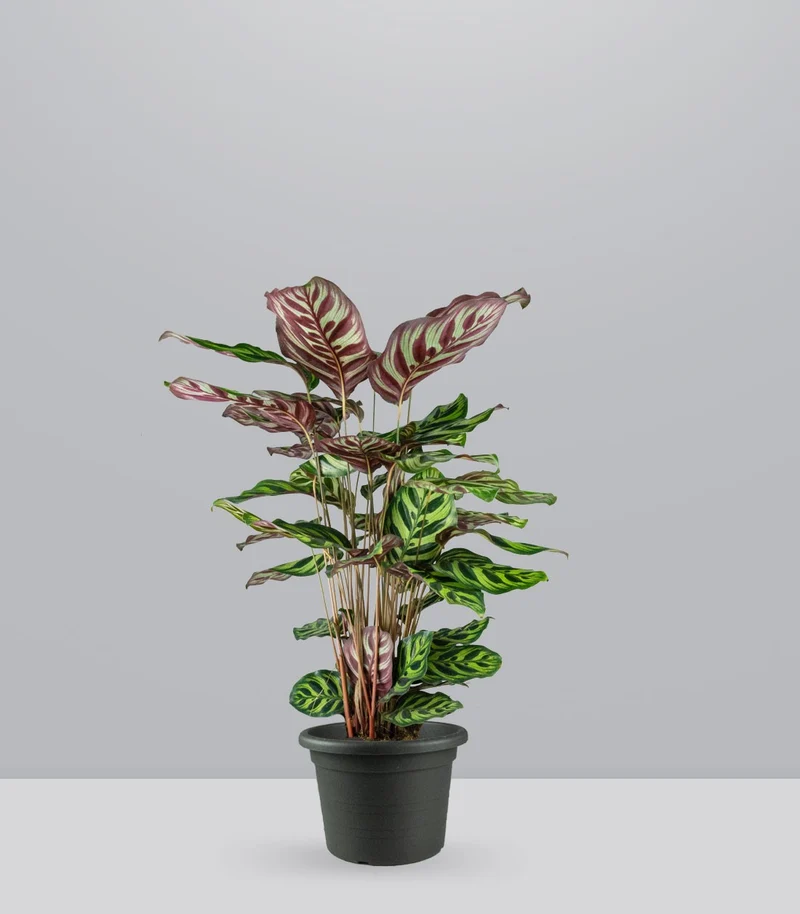 Calathea Makoyana | 80 cm
