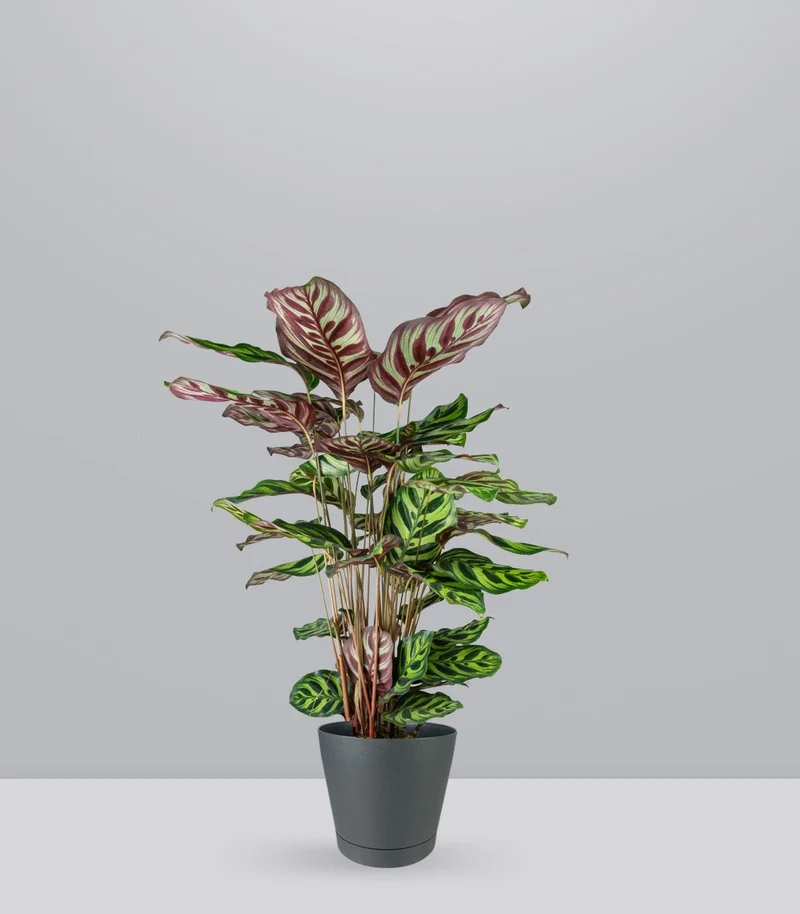 Calathea Makoyana | 80 cm