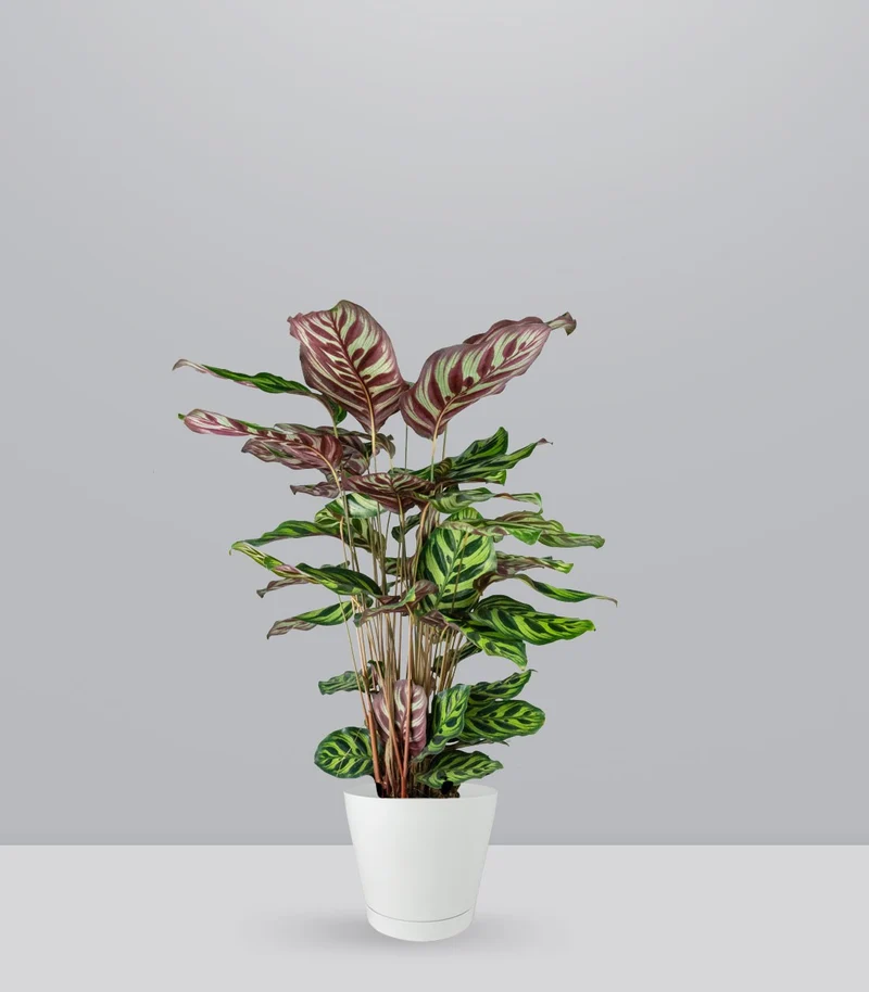 Calathea Makoyana | 80 cm