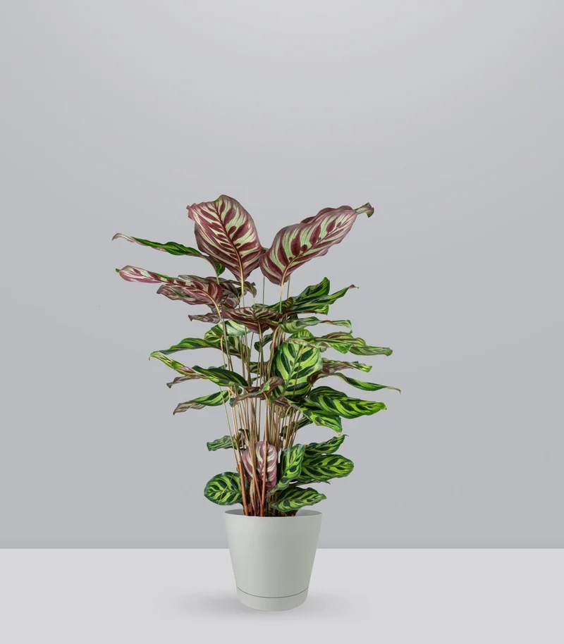 Calathea Makoyana | 80 cm