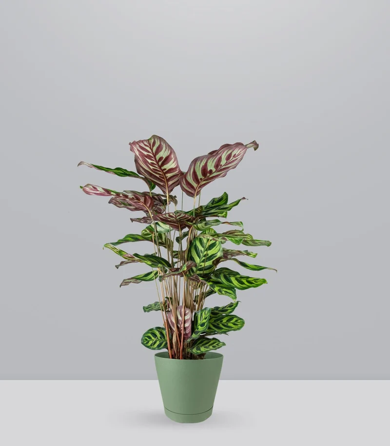 Calathea Makoyana | 80 cm