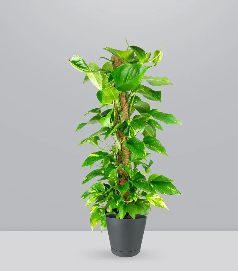 Pothos a Palo Alto da 90 cm