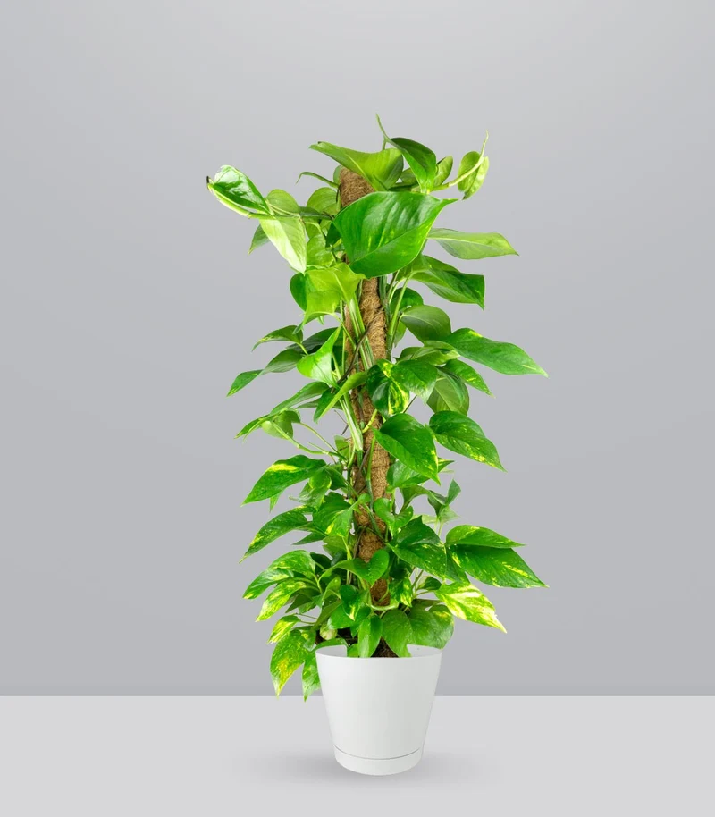 Pothos a Palo Alto da 90 cm