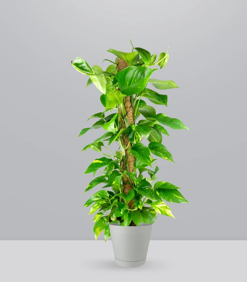 Pothos a Palo Alto da 90 cm