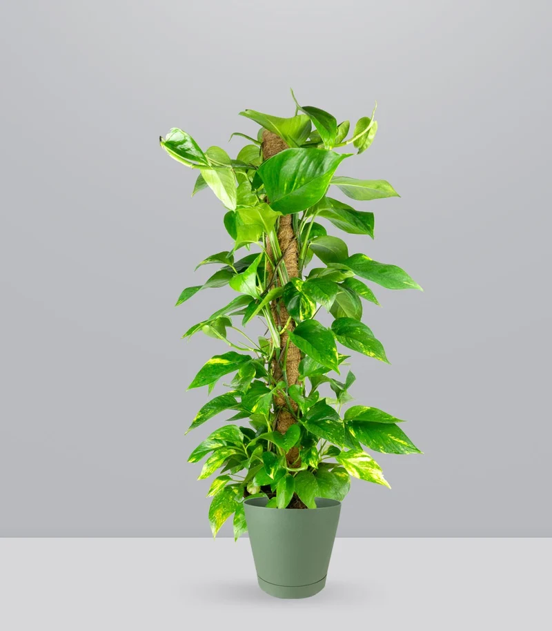 Pothos a Palo Alto da 90 cm