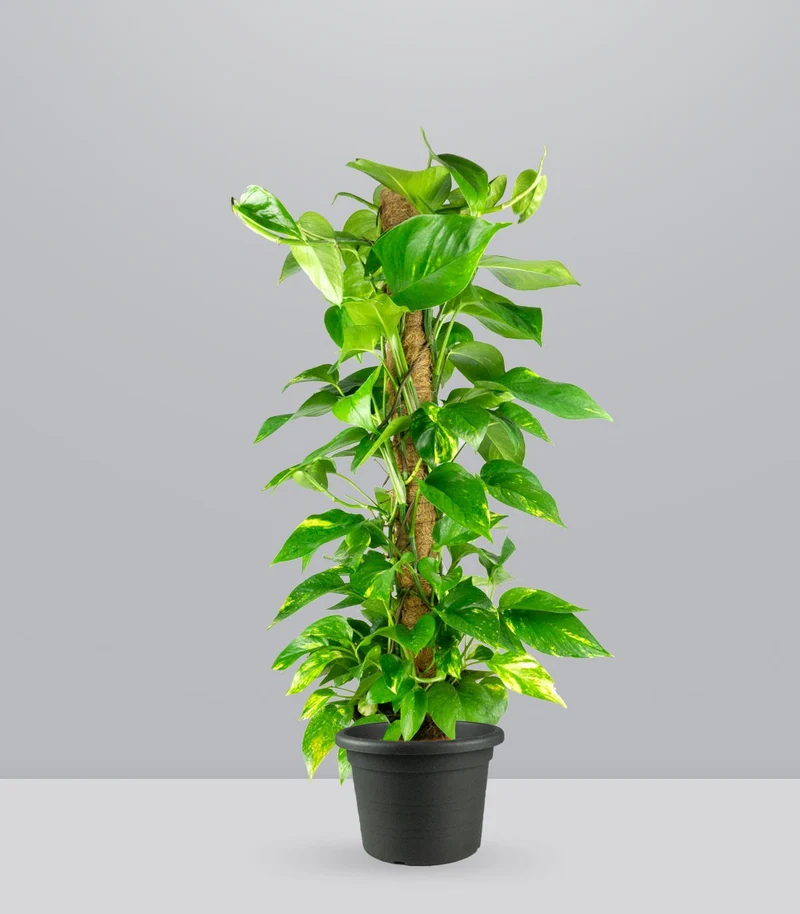 Pothos a Palo Alto da 90 cm