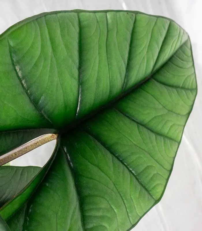 Alocasia Platinum