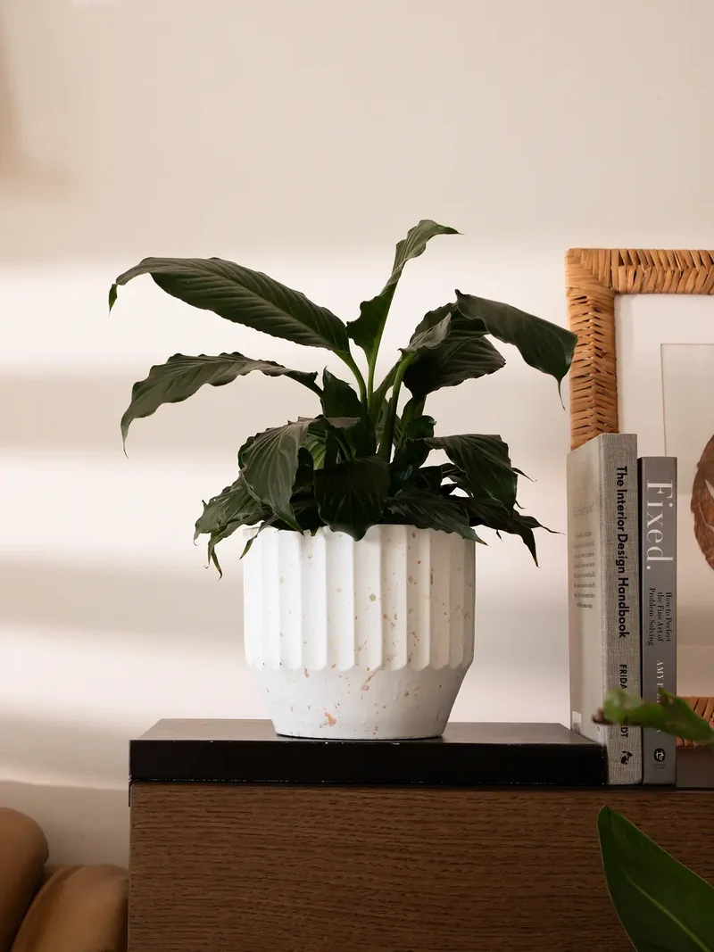Marvellous Concrete Planter - White