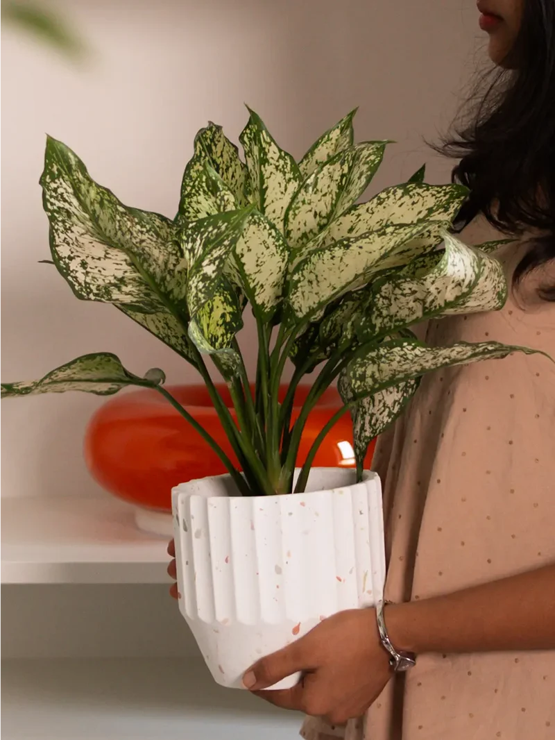 Marvellous Concrete Planter - White