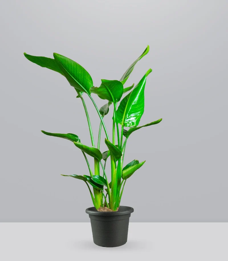 Strelitzia Nicolai