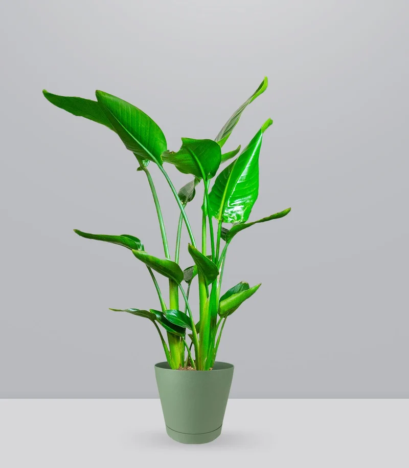 Strelitzia Nicolai