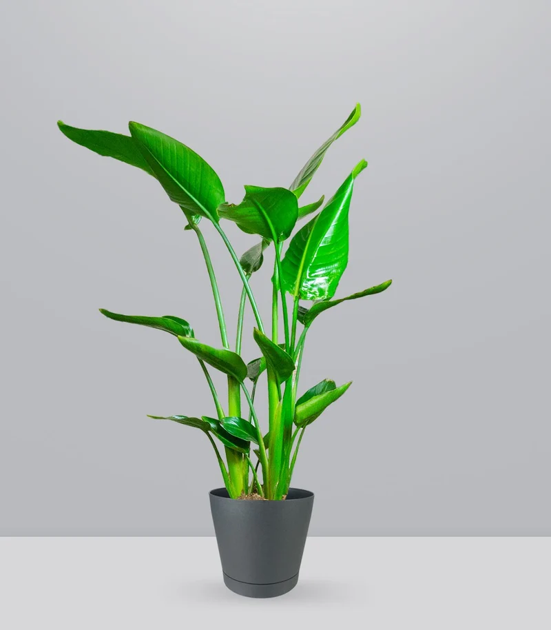 Strelitzia Nicolai