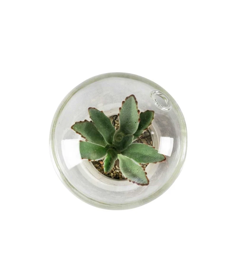 Succulente in capsula