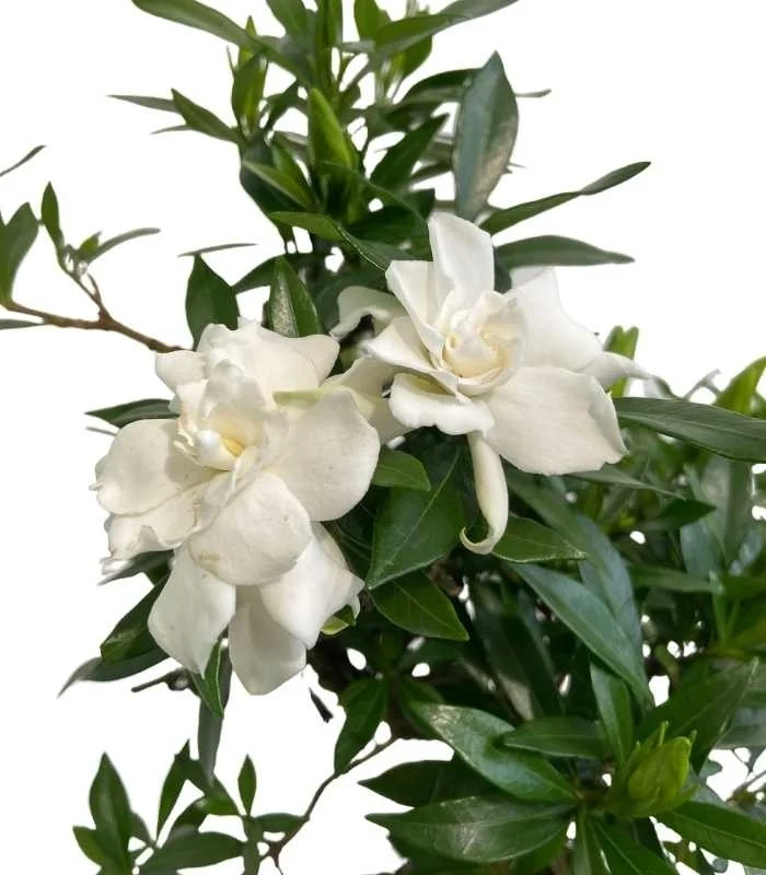 Gardenia Bonsai