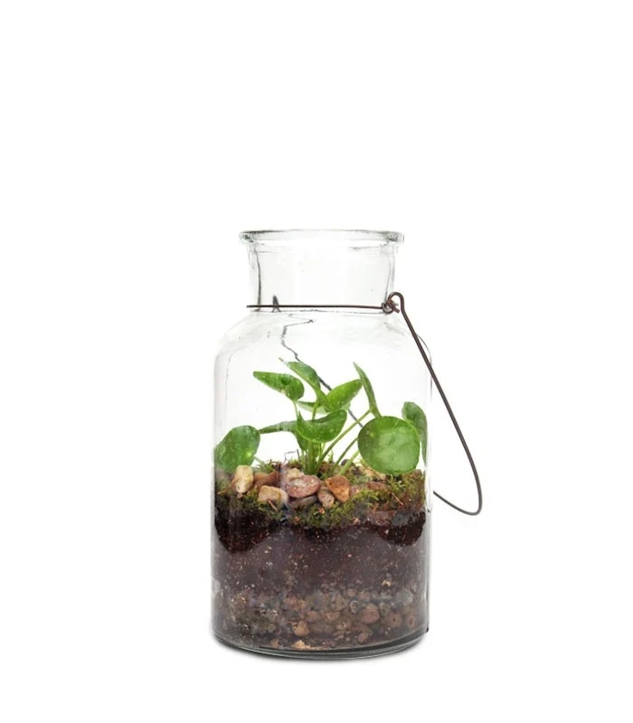 Pilea in terrarium