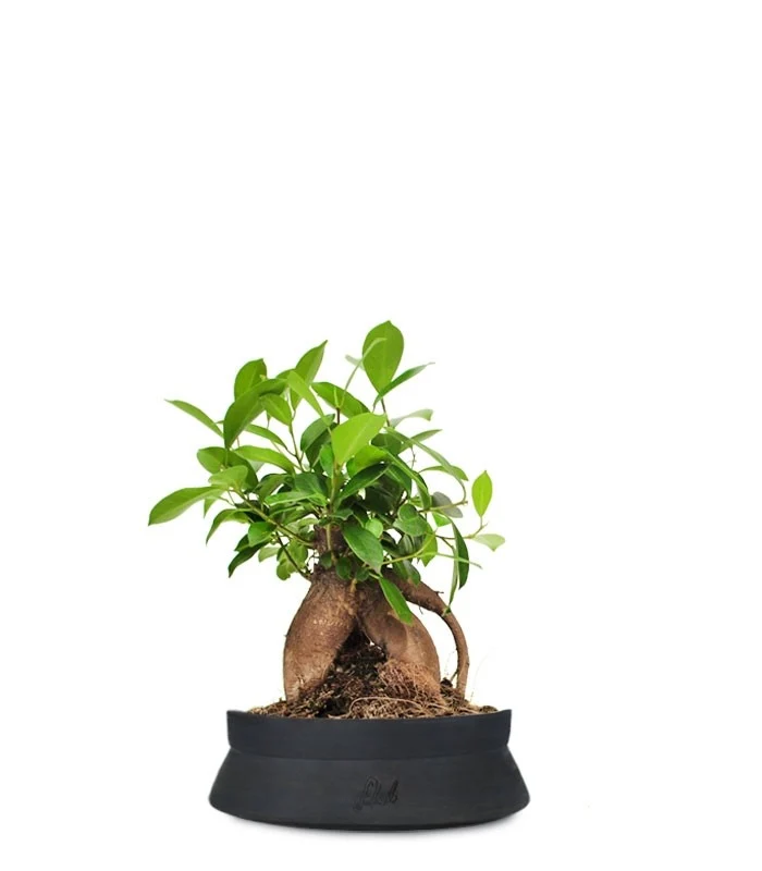 Ficus Retusa Bonsai M