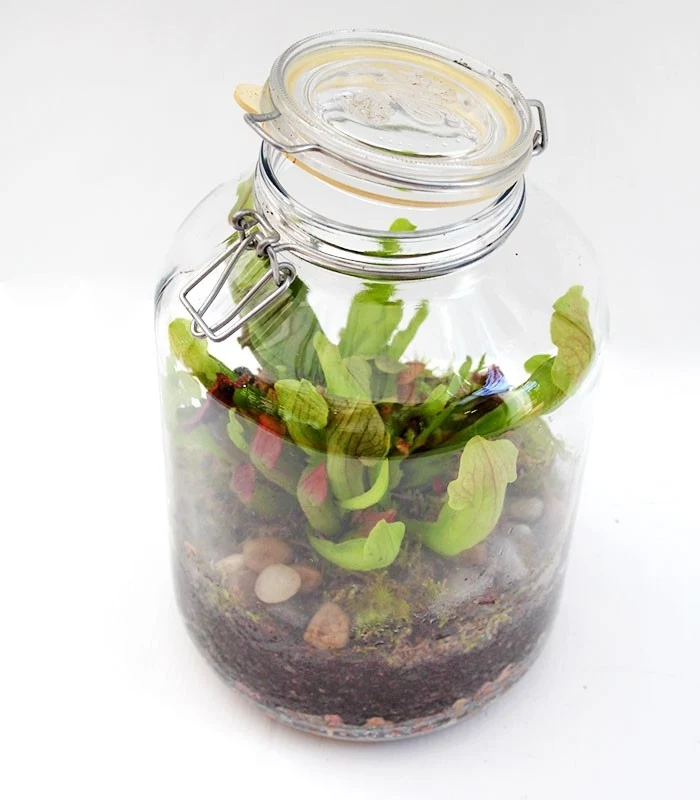Sarracenia in terrarium