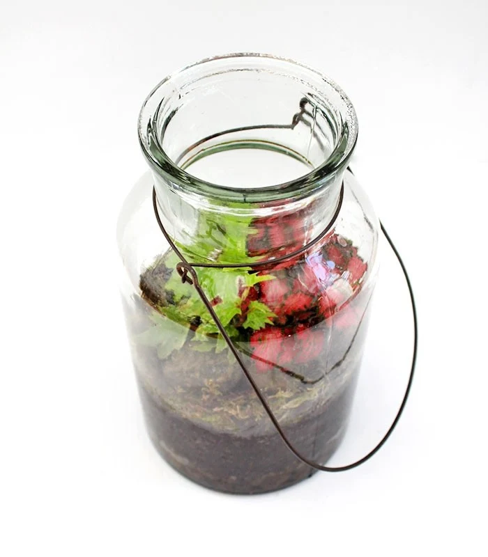 Mix piante fittonia in terrarium