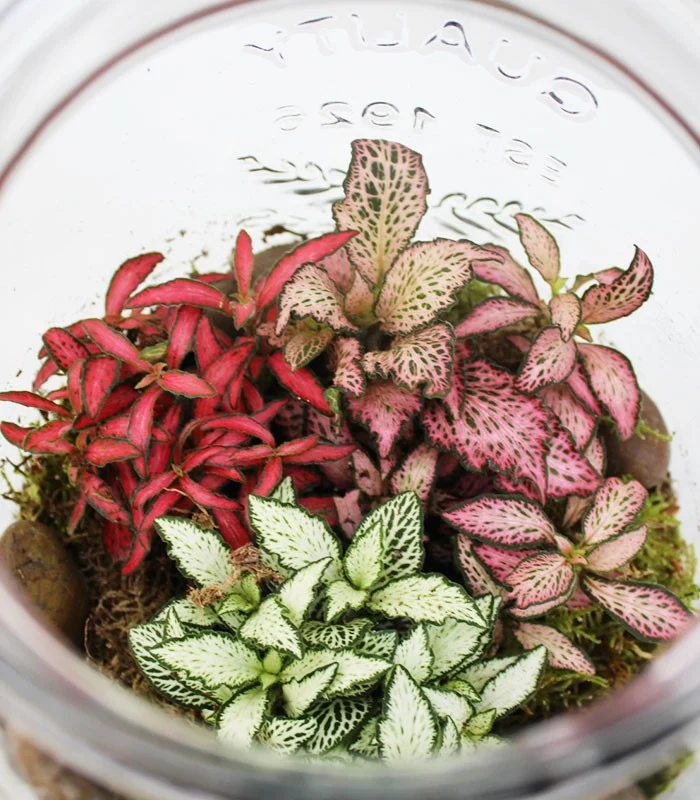 Lampada terrarium con Fittonia