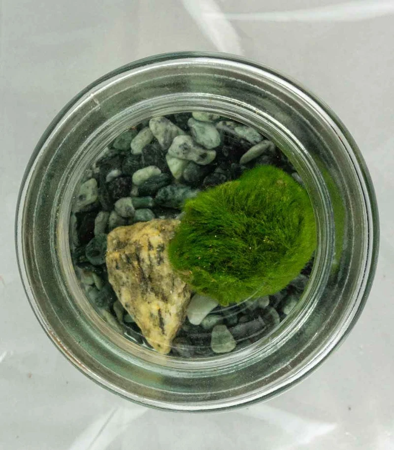 Marimo in vetro mini