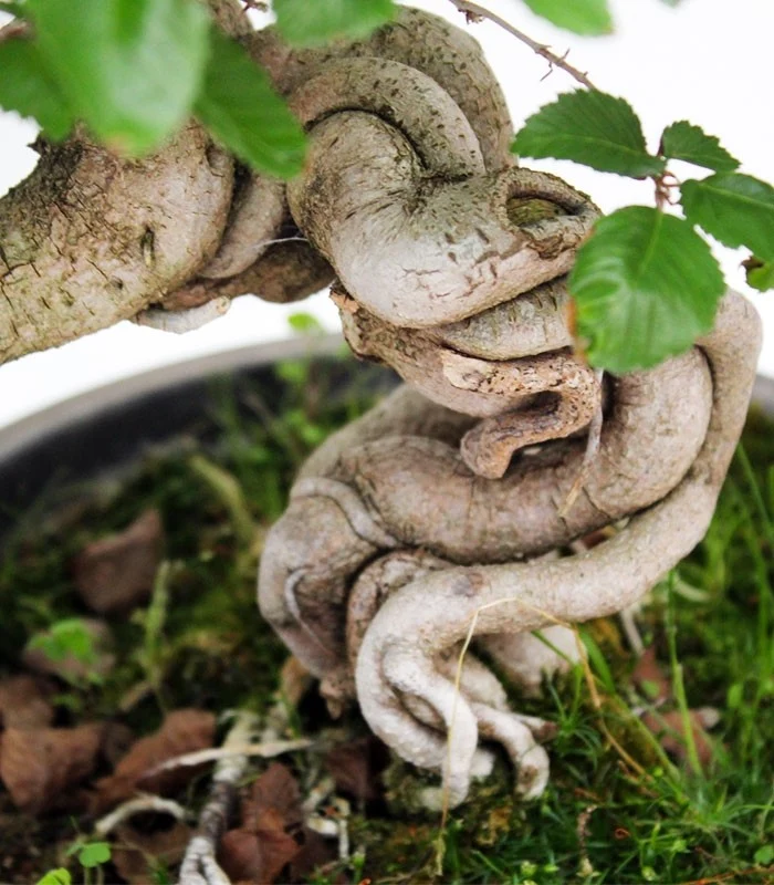 Carpino Bonsai