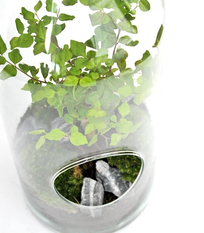 Ligustro bonsai in terrarium