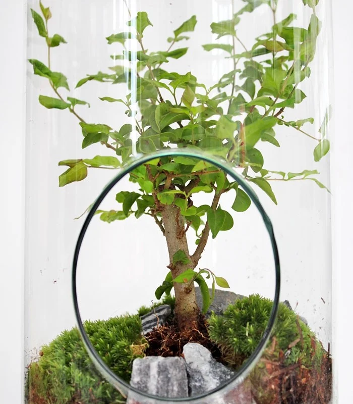 Ligustro bonsai in terrarium