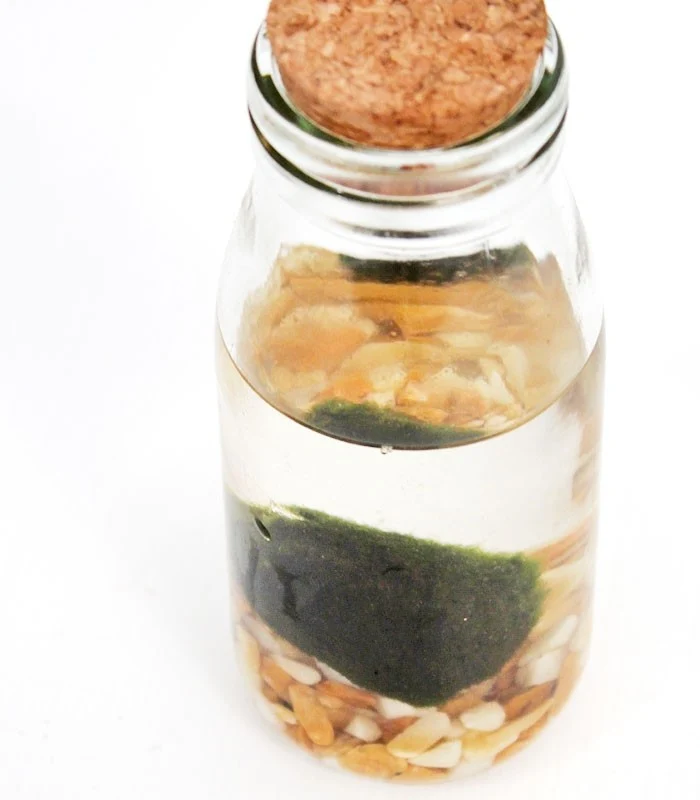 Marimo in vetro Single