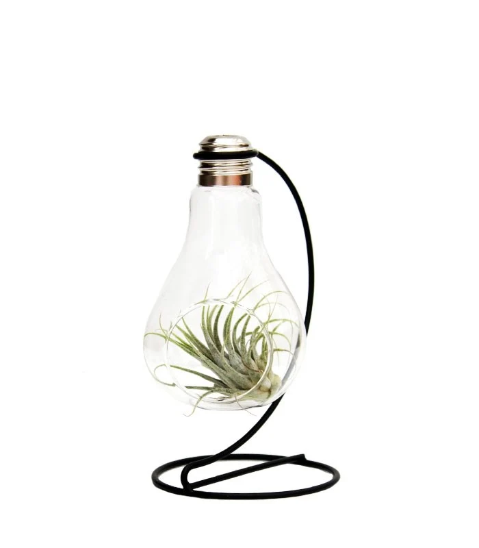 Tillandsia in vetro con supporto