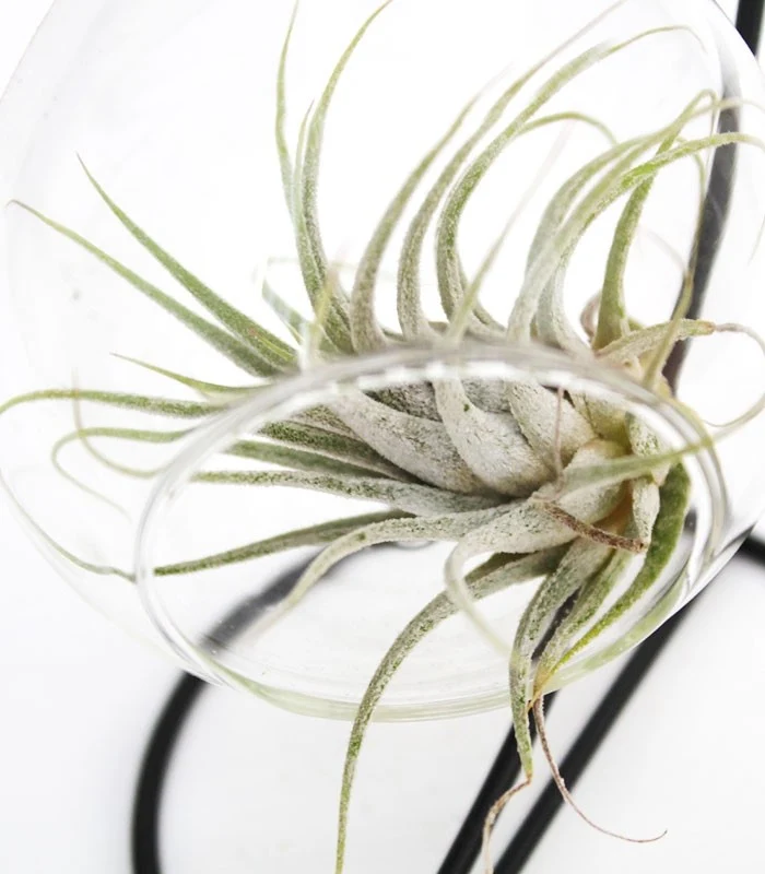 Tillandsia in vetro con supporto