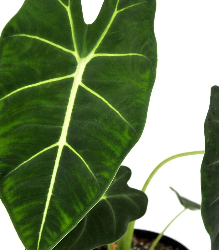 Alocasia Frydeck Green Velvet